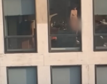 neighbor