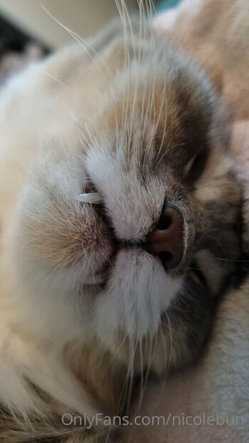 nicolebun