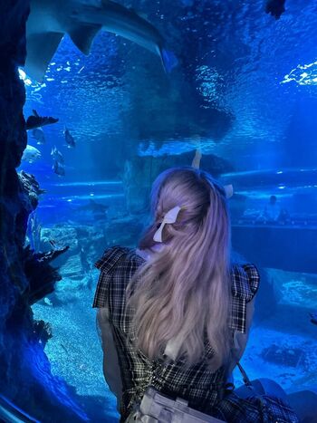 whimsilux